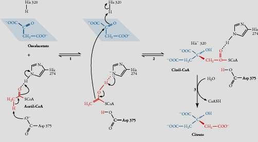 1. Citrato sintasi Catalisi acido-base /