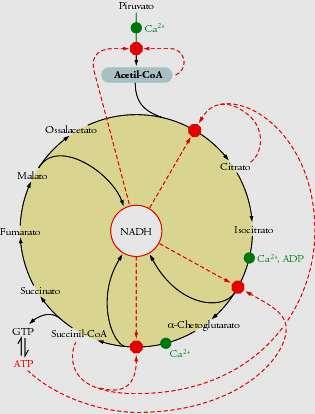 Regolazione del ciclo dell acido citrico 3. 1. Disponibilità di substrato 2.