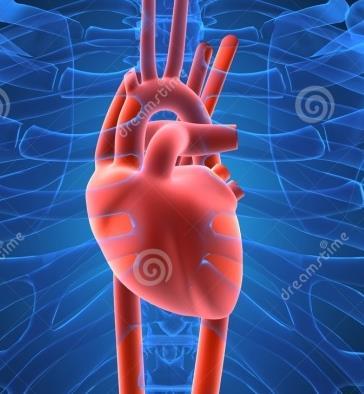 LA FREQUENZA CARDIACA Per Frequenza Cardiaca si intende il numero di volte che il cuore Batte ( si contrae sistole ) al minuto. Battiti Per Minuto BPM.