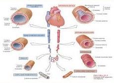 I VASI SANGUIGNI Anatomicamente vengono chiamate così le condutture in cui scorrono dei liquidi 1) Arterie Vanno dal cuore alla periferia Robuste, spesse, muscolari Trasmettono impulso dato dal cuore