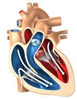 LA POMPA MUSCOLARE: IL CUORE Il cuore è formato da 4 cavità ( Muscolo Cavo) che vengono percorse dal sangue nella seguente sequenza: Atrio destro, Ventricolo destro, Polmoni, Atrio sinistro