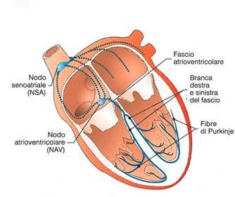Attività elettrica del cuore Il battito cardiaco consiste nella contrazione (sistole) e nel rilasciamento (diastole) ritmici dell intera massa muscolare del cuore.