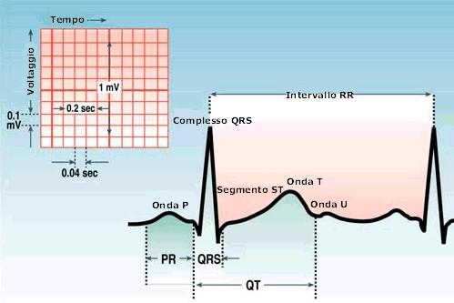 Onda P e tratto PQ L'onda P dell'elettrocardiogramma è l'onda che visualizza lo stato di attivazione degli atri; la contrazione di questi ultimi (sistole atriale) non è particolarmente potente,