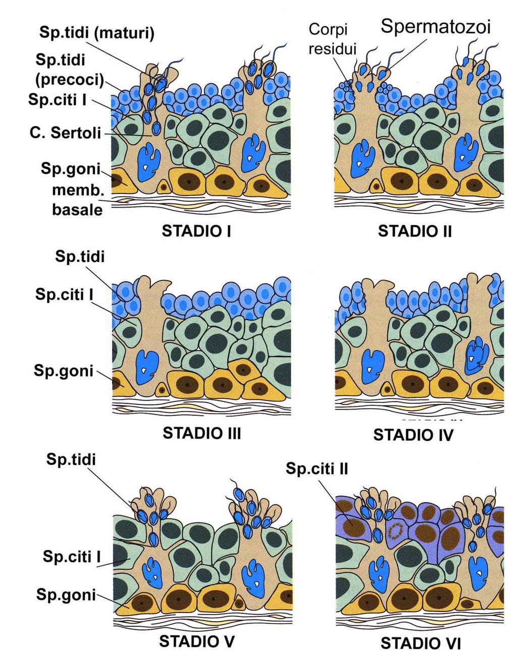 CICLO DELL EPITELIO E CICLO SPERMATOGENETICO La serie completa di tali associazioni viene definita ciclo dell epitelio seminifero che dura 16 giorni (in 16 gg.