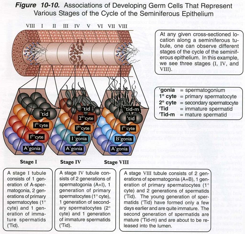 Varie porzioni tubuli seminiferi presenti specifiche associazioni cell germinali la cui serie completa è