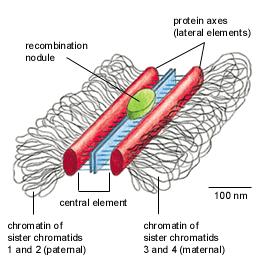 MEIOSI PROFASE I LEPTOTENE La cromatina va compattandosi formando i cromosomi ZIGOTENE Si vedono i cromosomi Fase molto lunga, nella femmina dell uomo gli oociti entrano nella profase I al momento