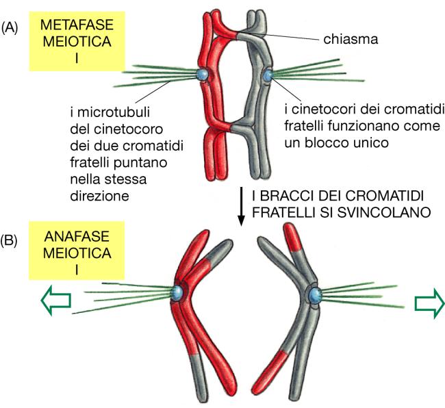 PROFASE I - crossing over Ruolo genetico del crossing over: riassortimento genico e variabilità Ruolo biologico del crossing over: