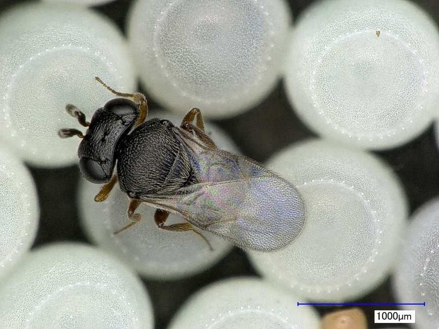 Parassitoidi oofagi in Nord Italia Anastatus bifasciatus (Eupelmidae) generalista