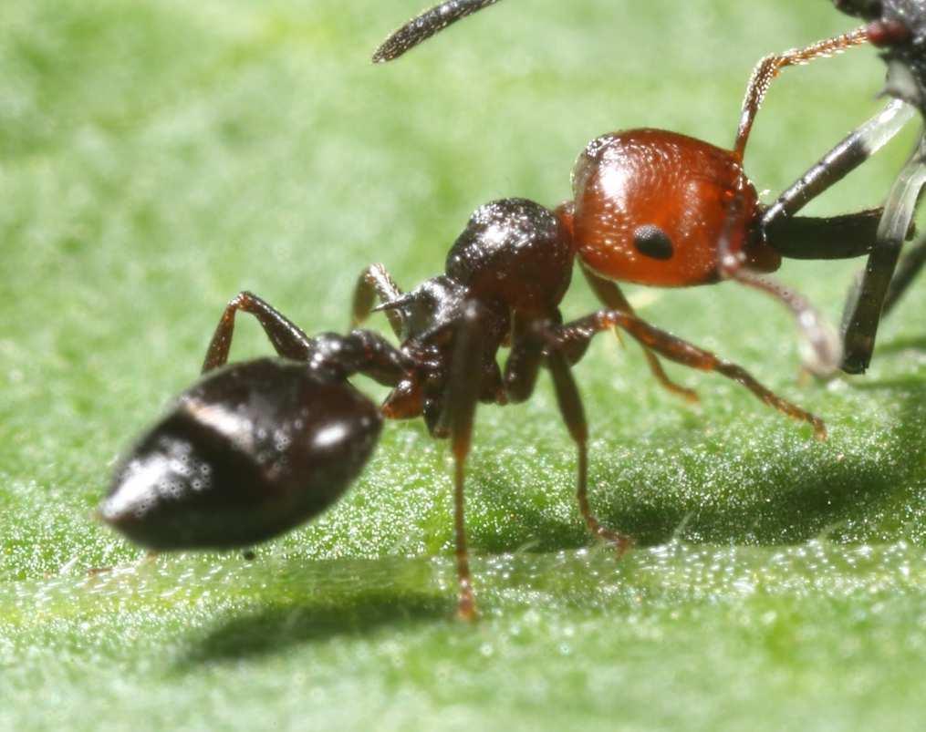 Formiche predatori generalisti utili per il controllo biologico Crematogaster scutellaris (Formicidae) specie autoctona e diffusa negli agroecosistemi nidifica in