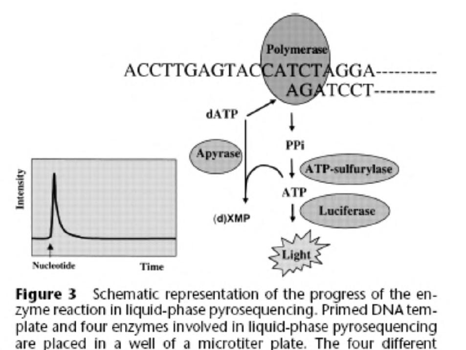 454 Genome Sequencing System (Roche) Possibile interferenza