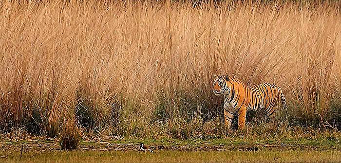INDIA 2017 Un viaggio fotografico tra le tigri di Ranthambore e la fauna locale 22 Aprile 1 Maggio 2017 Il viaggio che presentiamo è senza ombra di dubbio uno dei più affascinanti che un fotografo