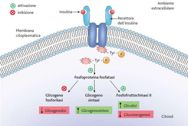 L azione dell insulina - la glicogeno sintasi si attiva, promuovendo la sintesi di
