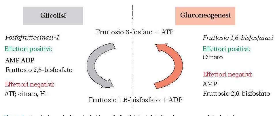 La regolazione glicolisi /gluconeogenesi La Gluconeogenesi è la biosintesi di glucosio da piruvato, lattato e amminoacidi. E attuata dal fegato.
