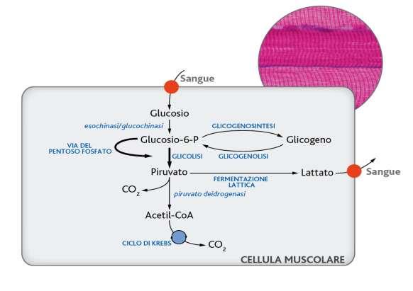 Le cellule muscolari utilizzano circa il 30% dell'ossigeno totale a riposo, ma fino al 90% durante lo sforzo intenso.