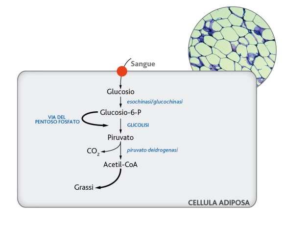Le cellule adipose costituite fino al 90% da gocce di trigliceridi Nelle cellule adipose la glicolisi è particolarmente attiva.