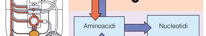 aminoacidi.