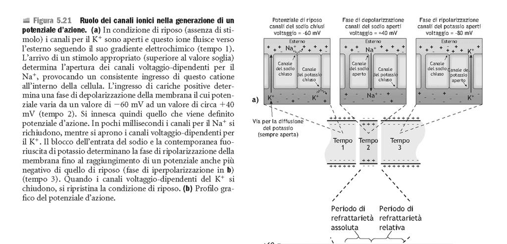 I potenziali di azione originano da rapidi cambiamenti nello stato di apertura/chiusura dei canali voltaggio-dipendenti per Na e K Il potenziale d azione