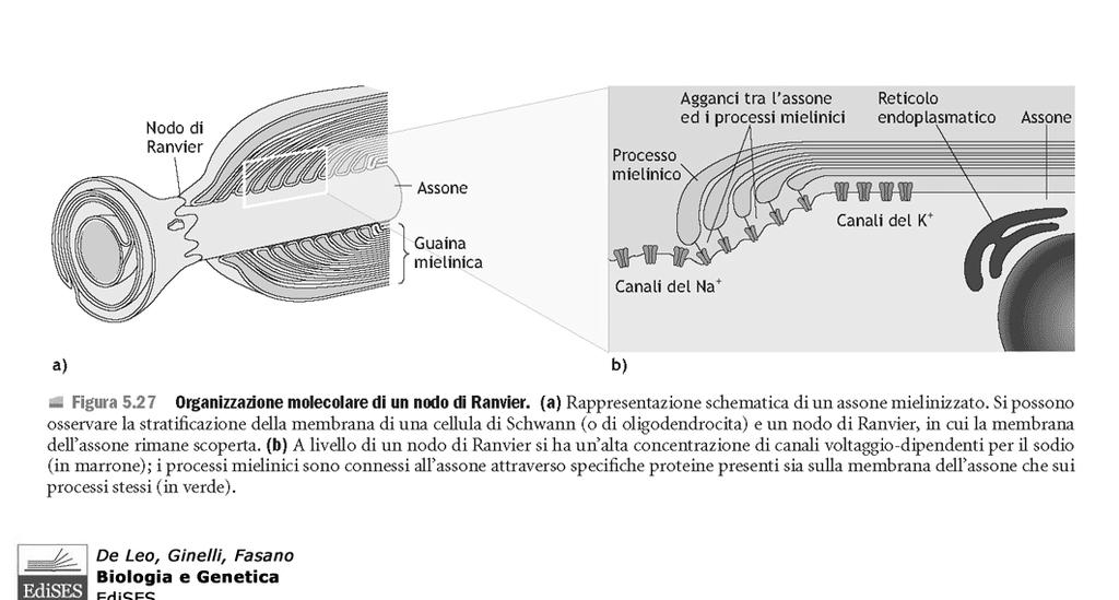La guaina (lipidica al 70%) impedisce flusso di ioni, inoltre canali Na voltaggio dipendenti