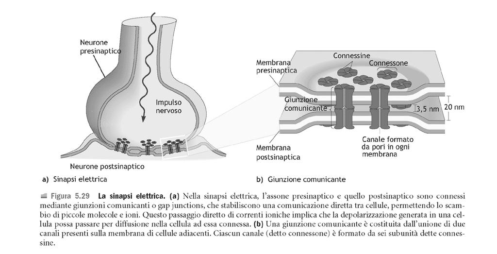 La comunicazione dell impulso nervoso tra neuroni e tra neuroni e cell. eccitabili (muscolo-ghiandola) avviene grazie a strutture specializzate:sinapsi.