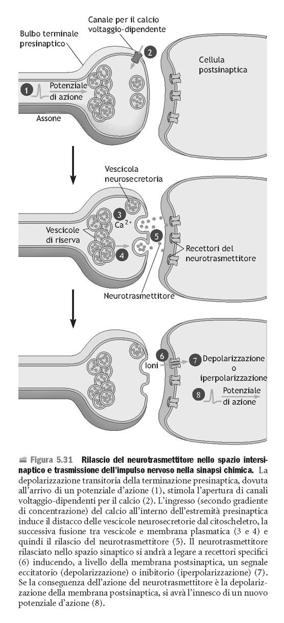 La membrana presinaptica presenta canali per il Ca voltaggio-dipendenti.