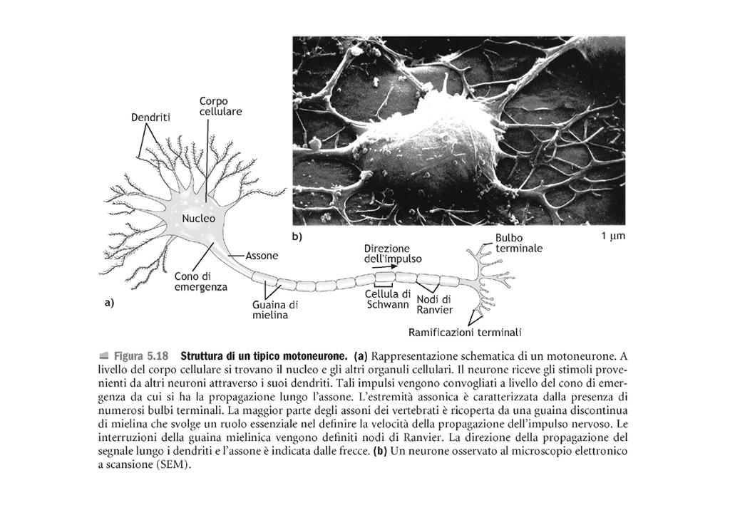 I neuroni sono le unità fondamentali del sistema nervoso.