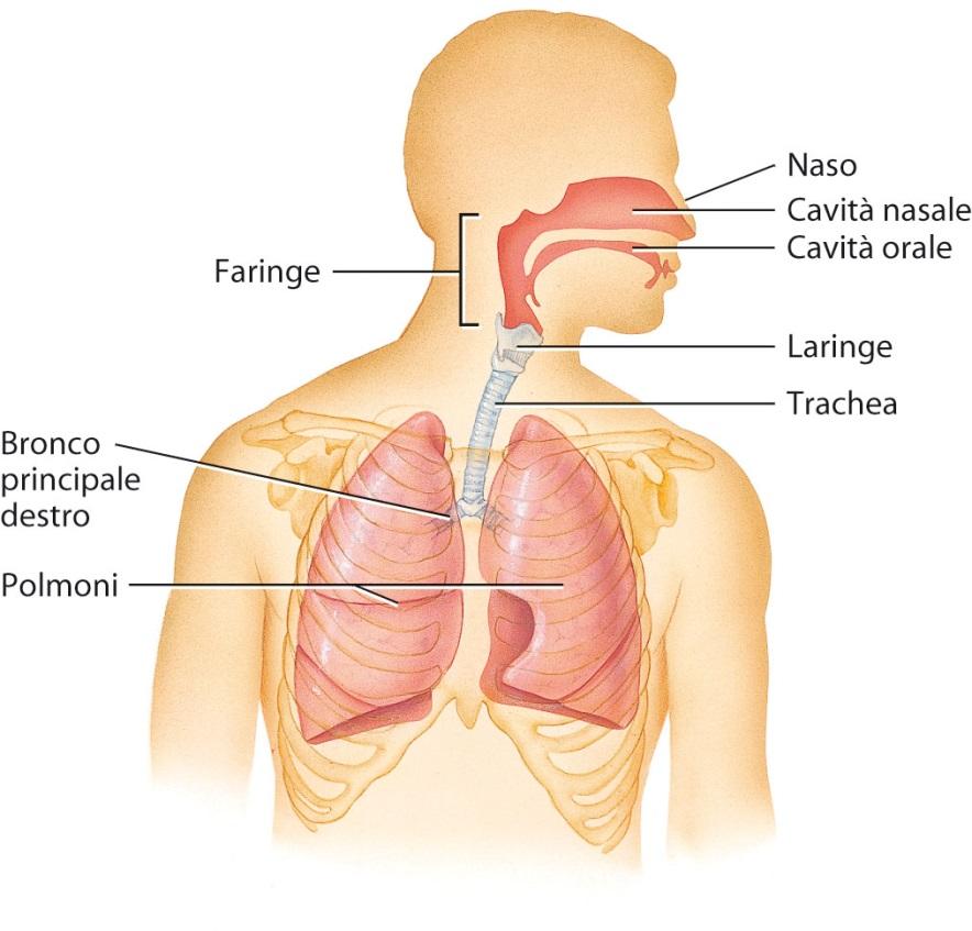 Strutturalmente l apparato respiratorio consiste in due parti la parte superiore: comprende il naso,