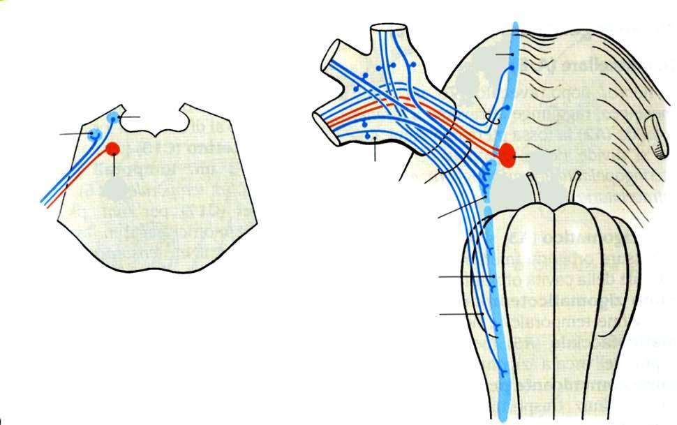 Nucleo motore del nervo trigemino Ganglio trigeminale Nucleo motore del nervo trigemino Immagine tratta da:
