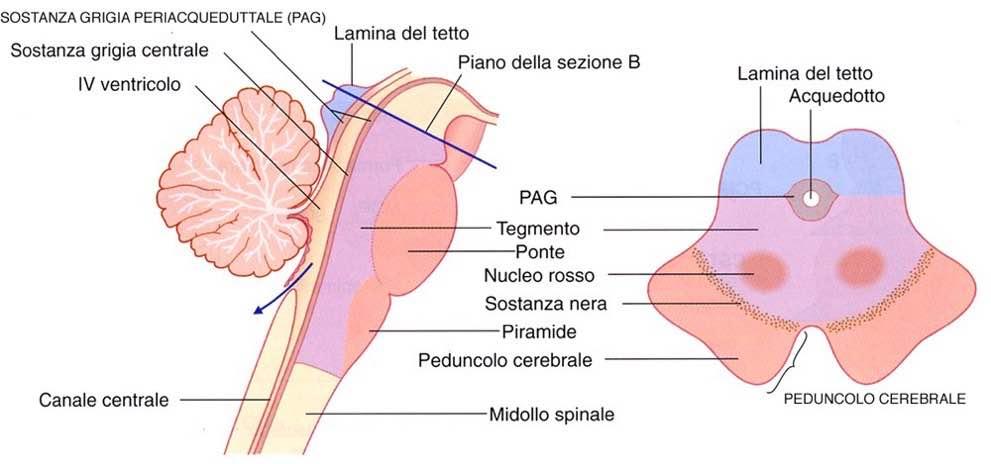 Immagine tratta da: Neuroanatomia, Fitzgerald,