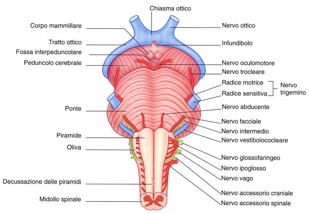 Proiezione anteriore II IV III V VI VII VIII X XII IX XI Immagine tratta da: