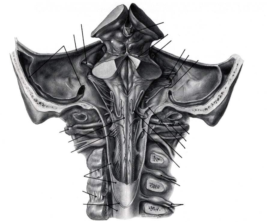 Tentorio del cervelletto Seno sigmideo VII & VIII Epifisi IV V IX X XI Atlante Arteria spinale posteriore Radicole posteriori C2 Aracnoide Ligamentum flavum Dura madre Arteria vertebrale Primo nervo