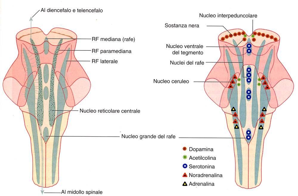 Immagine tratta da: Neuroanatomia, Fitzgerald,