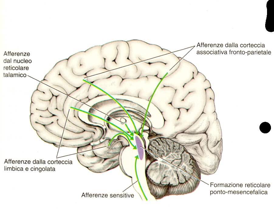 Afferenze alla formazione reticolare Immagine tratta da: