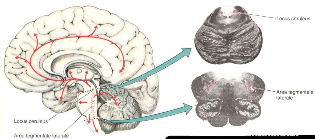 Sistemi proiettivi noradrenergici Immagine tratta da: