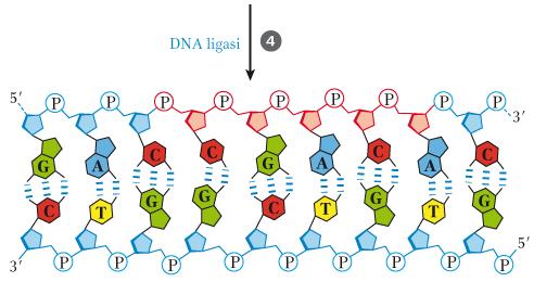 polimersi I DNA