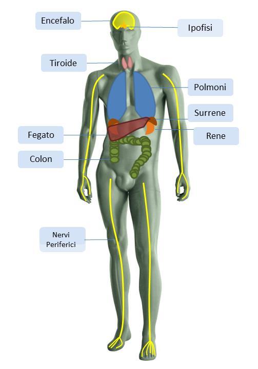 Immunoterapia: quali sono gli effetti collaterali? Molti dei possibili effetti collaterali dei nuovi farmaci immunoterapici sono strettamente associati al loro specifico meccanismo di azione.