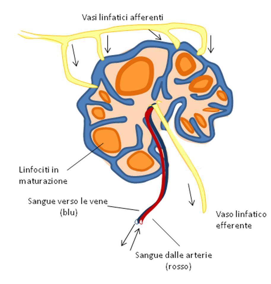 Figura 1 I vasi linfatici afferenti portano le cellule spazzine con gli antigeni nel linfonodo. Qui avviene l interazione con i linfociti e la maturazione dei linfociti.