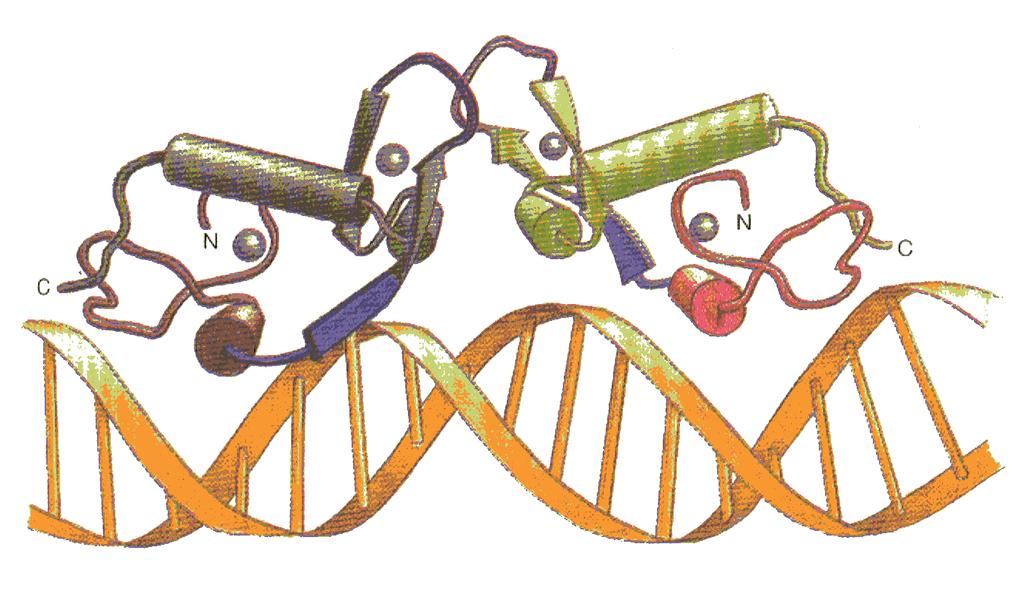 Un dimero del dominio a dita di zinco della famiglia di recettori intracellulari attaccato alla sua sequenza specifica di DNA.