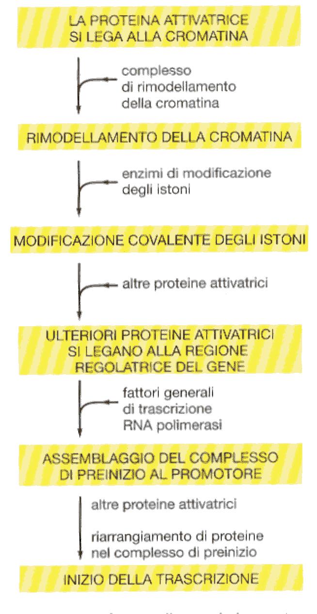 comunemente come istone acetilasi, e a complessi di rimodellamento della cromatina dipendenti da ATP, reclutandoli perché funzionano sulla cromatina nelle vicinanze. Vedi figura sotto riportata.