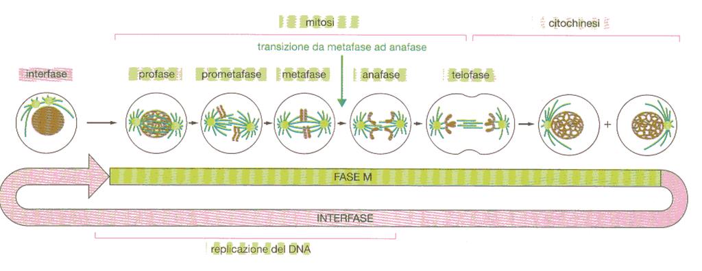 Carattteristiche generali del ciclo cellulare.