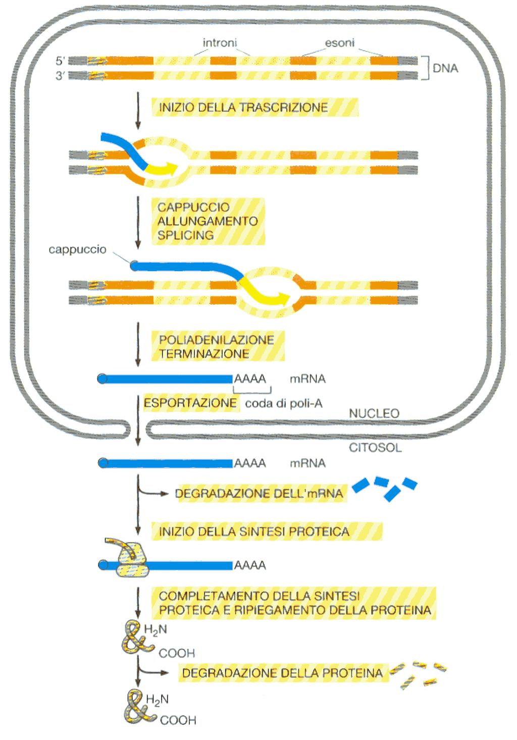 La via proteolitica descritta è in grado di distinguere fra le proteine completate che hanno conformazioni sbagliate e i molti polipeptidi in crescita su ribosomi (oltre ai polipeptidi appena