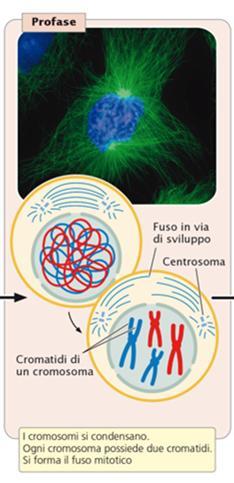 La profase. Poiché il cromosoma è stato duplicato nella precedente fase S, ogni cromosoma possiede due cromatidi attaccati a livello del centromero.