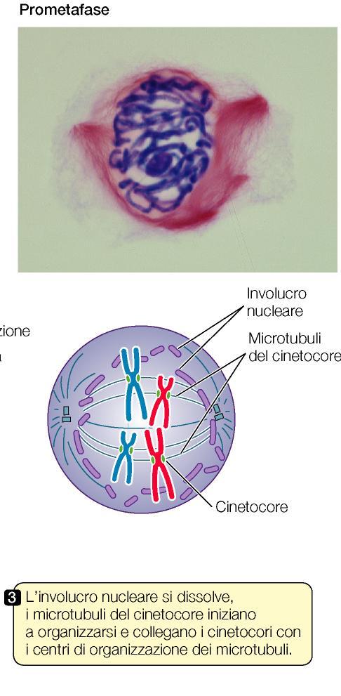 La prometafase. Inizia con la dissoluzione della membrana nucleare. I microtubuli del fuso ora possono entrare nella regione nucleare. Essi sono composti di subunità di una proteina chiamata tubulina.