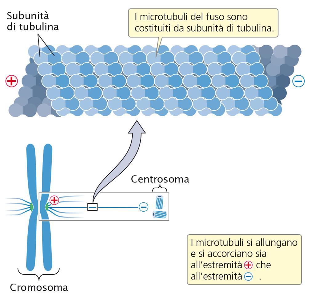 I microtubuli sono costituiti da subunità di tubulina.