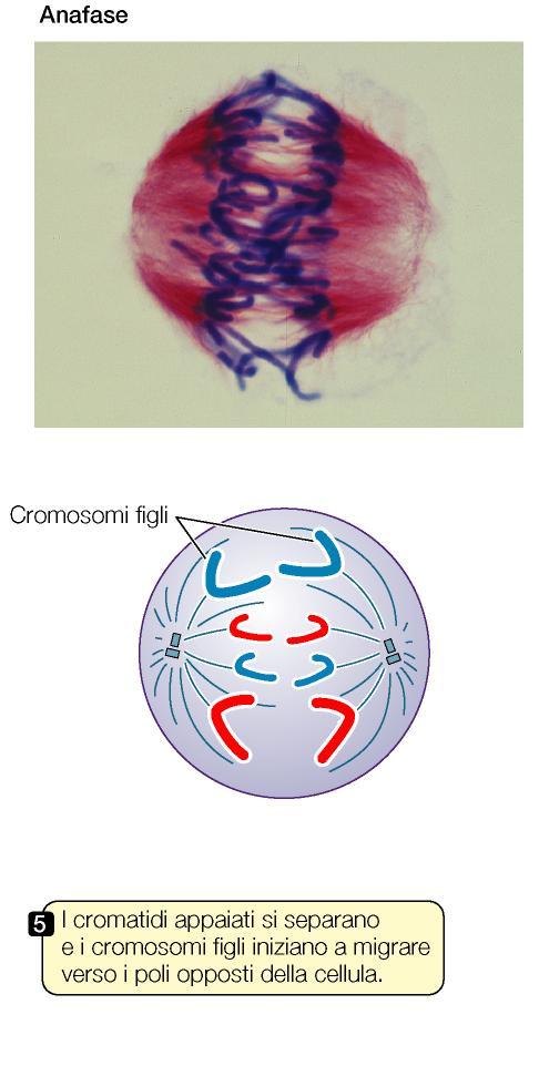 L anafase. Una volta che è stato superato il checkpoint di assemblaggio del fuso, la connessione fra i cromatidi fratelli si interrompe ed essi si separano.