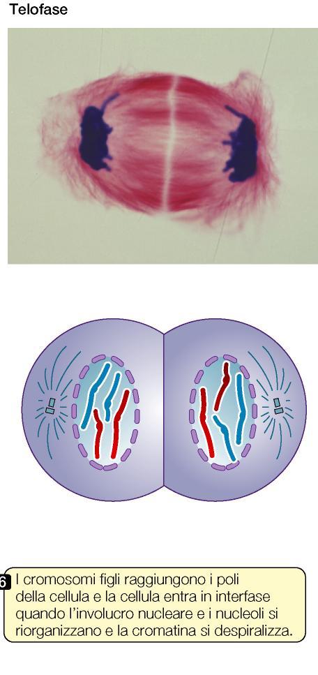 La telofase. Dopo che è avvenuta la separazione dei cromatidi, ciascuno di loro è considerato come un cromosoma a sé stante. La telofase è caratterizzata dall arrivo dei cromosomi ai poli del fuso.