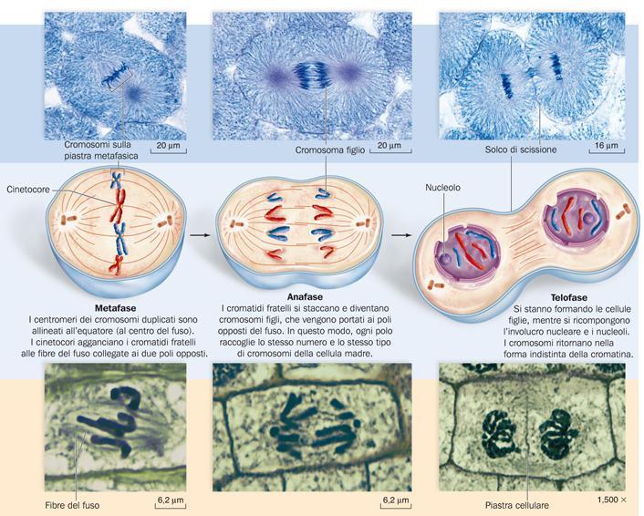 Le fasi della mitosi nella cellula animale (in