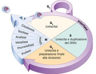 La fase M (Mitosi) La fase M è la parte del ciclo cellulare nella quale le copie dei cromosomi della cellula, i cromatidi fratelli, si separano e la cellula va incontro a divisione.