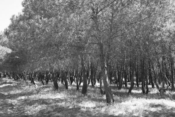 PROGETTO PRELIMINARE PER LA REALIZZAZIONE DI UN PRIMO DIRADAMENTO SU PINETA DI PINO LARICIO (Pinus laricio Poir.) E PINO D ALEPPO (Pinus halepensis Mill.