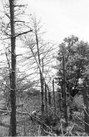 a) Relazione illustrativa: Caratteristiche dell impianto Il rimboschimento di Pinus laricio Poir. e Pinus halepensis Mill.