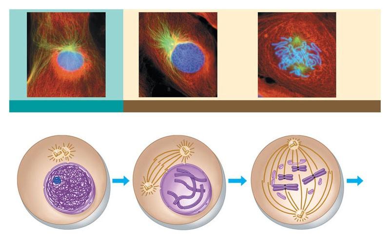 LM 250 Le fasi delle divisione cellulare: INTERFASE PROFASE Centrosomi (con due coppie di centrioli) Cromatina Inizio della formazione del fuso PROMETAFASE